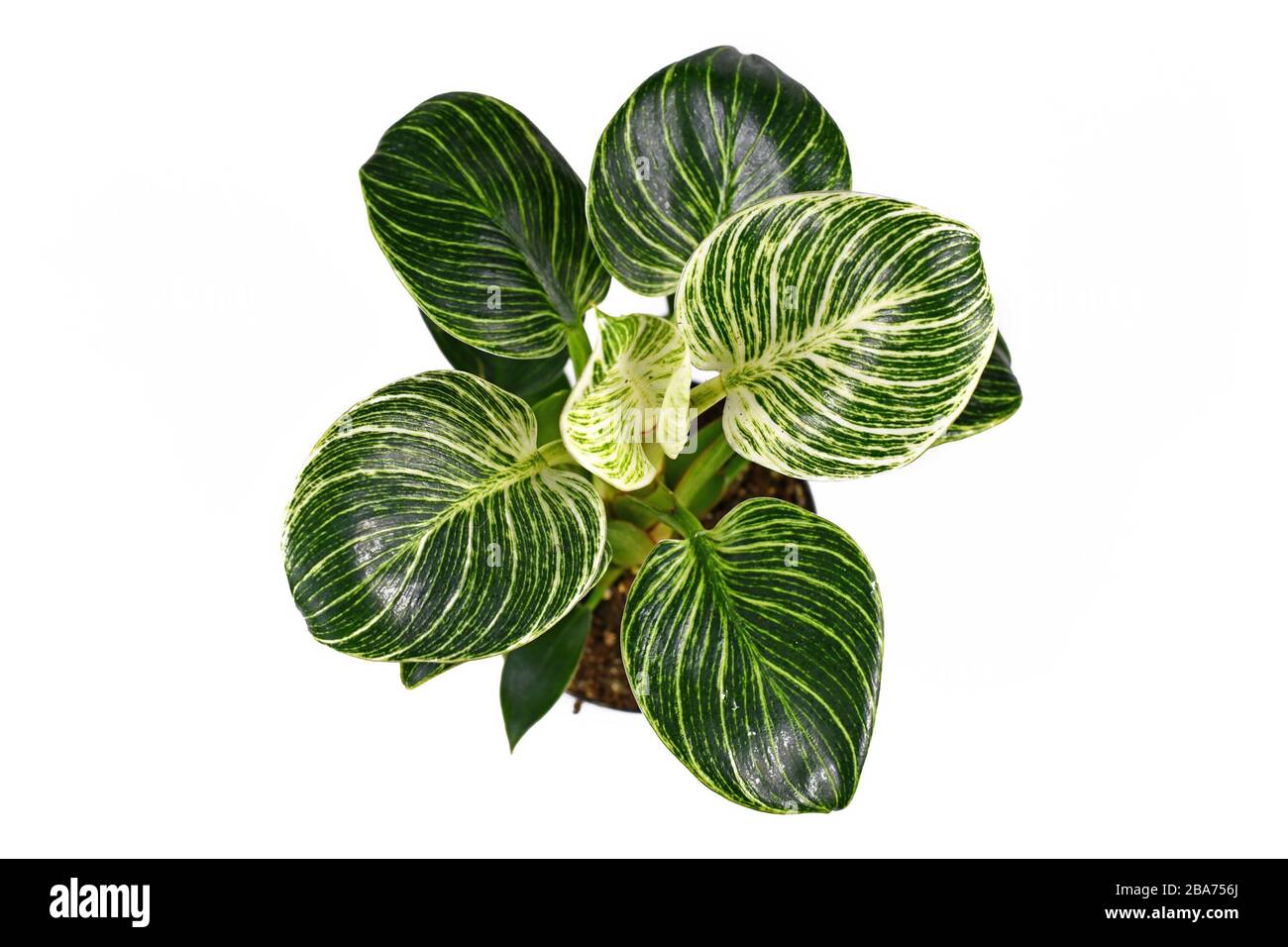 faux orchid plants Tremé Chartreuse Orchids main image 1