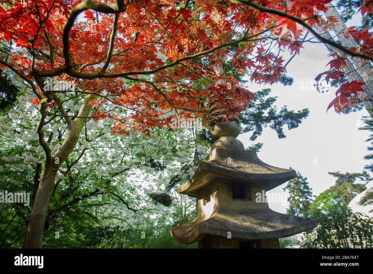 Sakura (Kirschblüte) im idyllischen japanischen Garten in Paris (Albert-Kahn-Garten) - Schönheit der Natur Anfang Mai Stockfoto