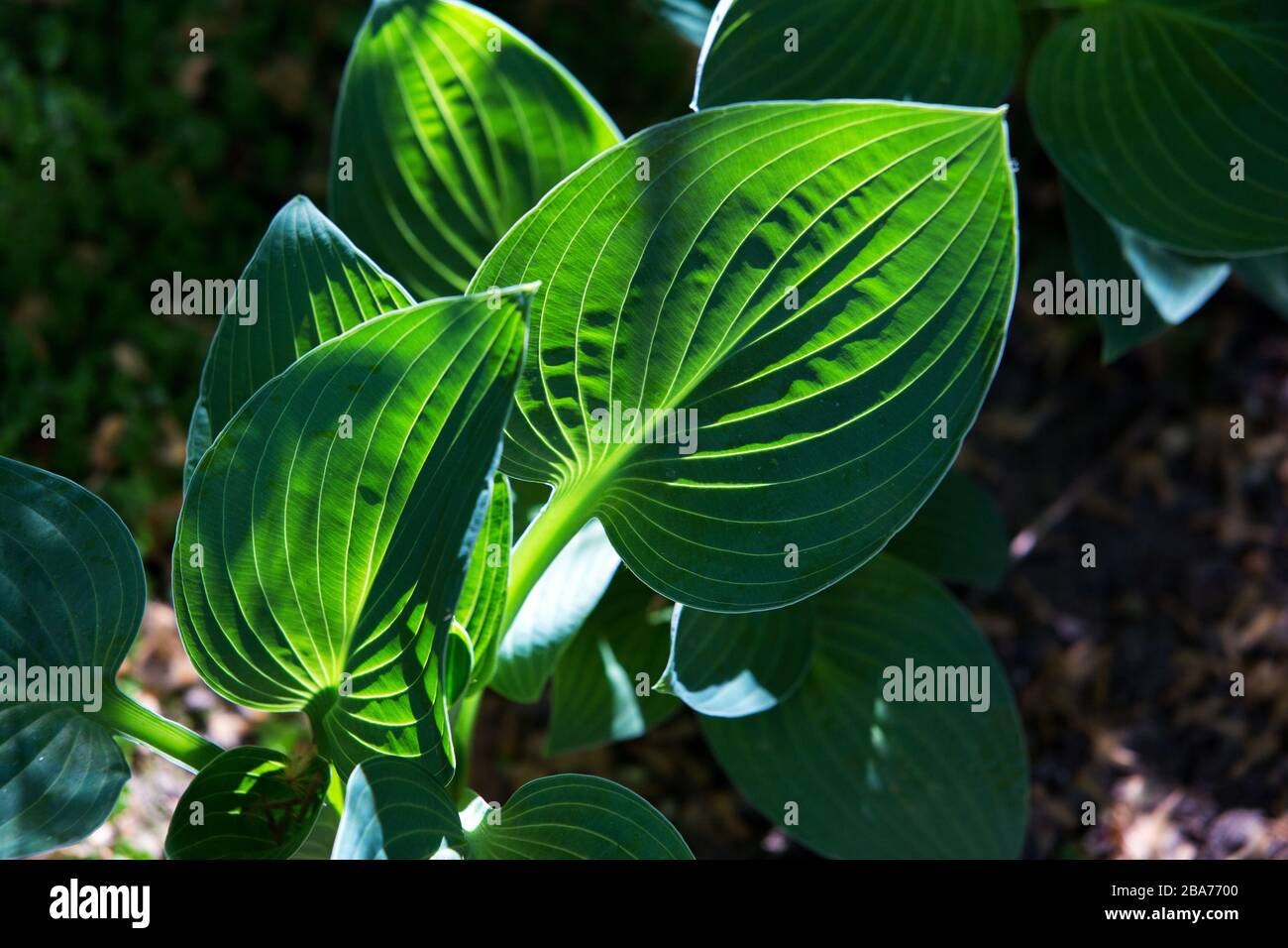 Albert Kahn Museum Mai6 2016 Stockfoto