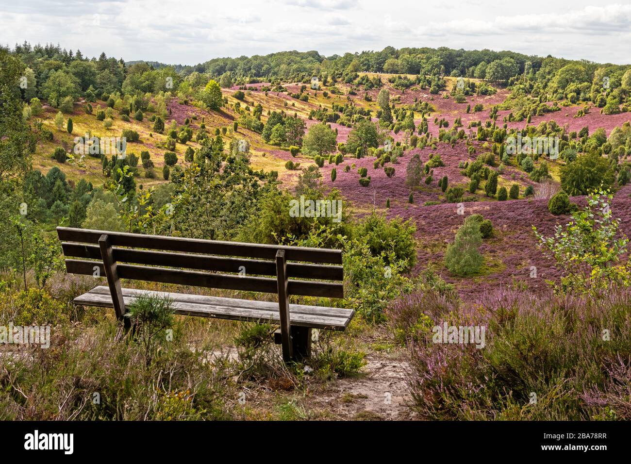 Schöne Aussicht mit Parkbank im Naturpark lüneburgische Heide (Naturreservat) während der Heideblüte, Totengrund, Norddeutschland. Stockfoto