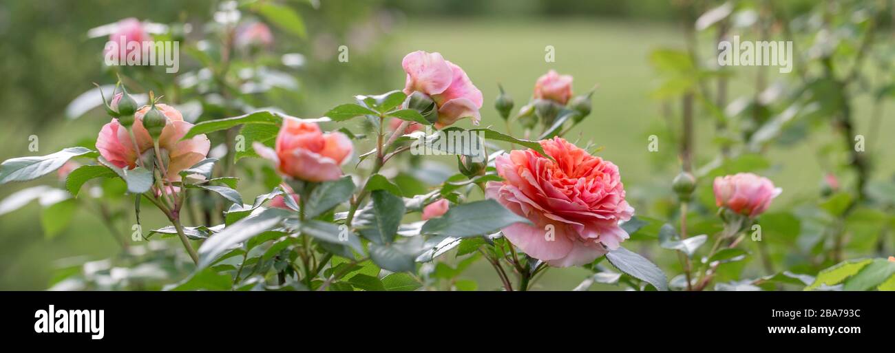 Schöne orangefarbene, rosafarbene nostalgische Rose in einem Garten nach Regen Stockfoto