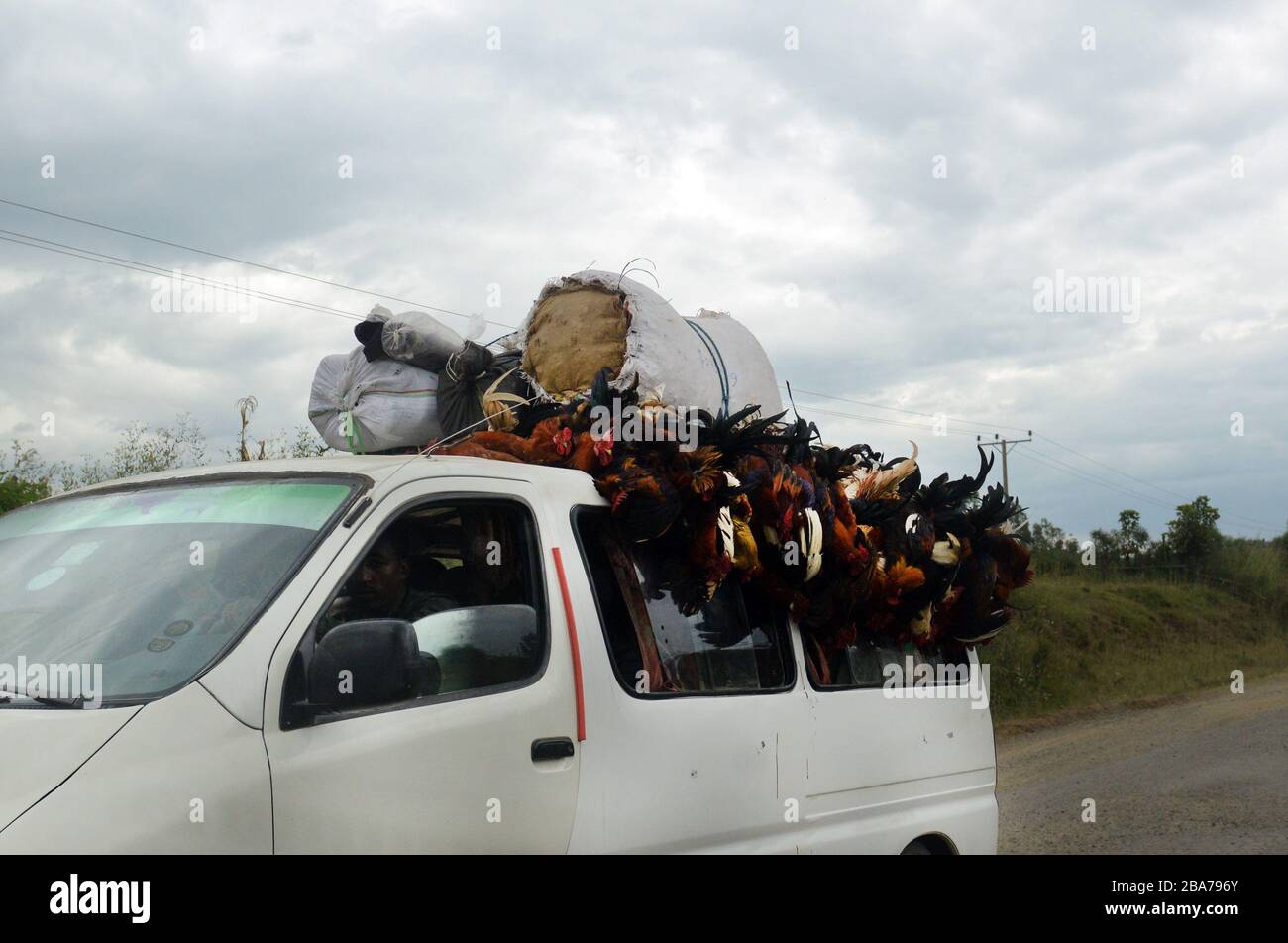 Transport von lebenden Hühnern auf einem Busch-Taxi in der Region Oromia in Äthiopien. Stockfoto