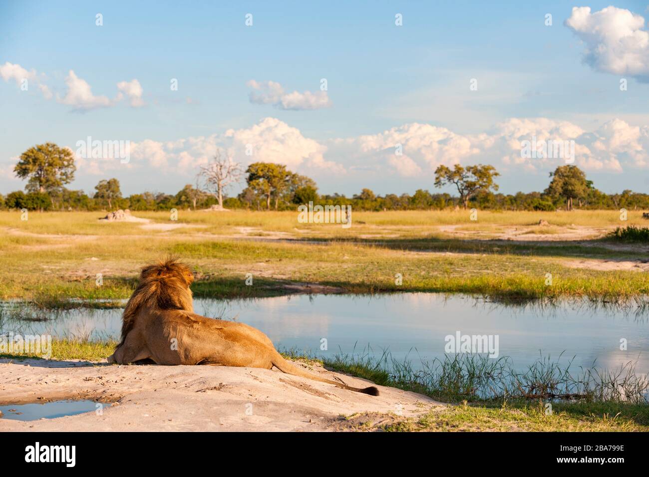 Eine große männliche Löwe in Simbabwe Hwange National Park gesehen. Stockfoto