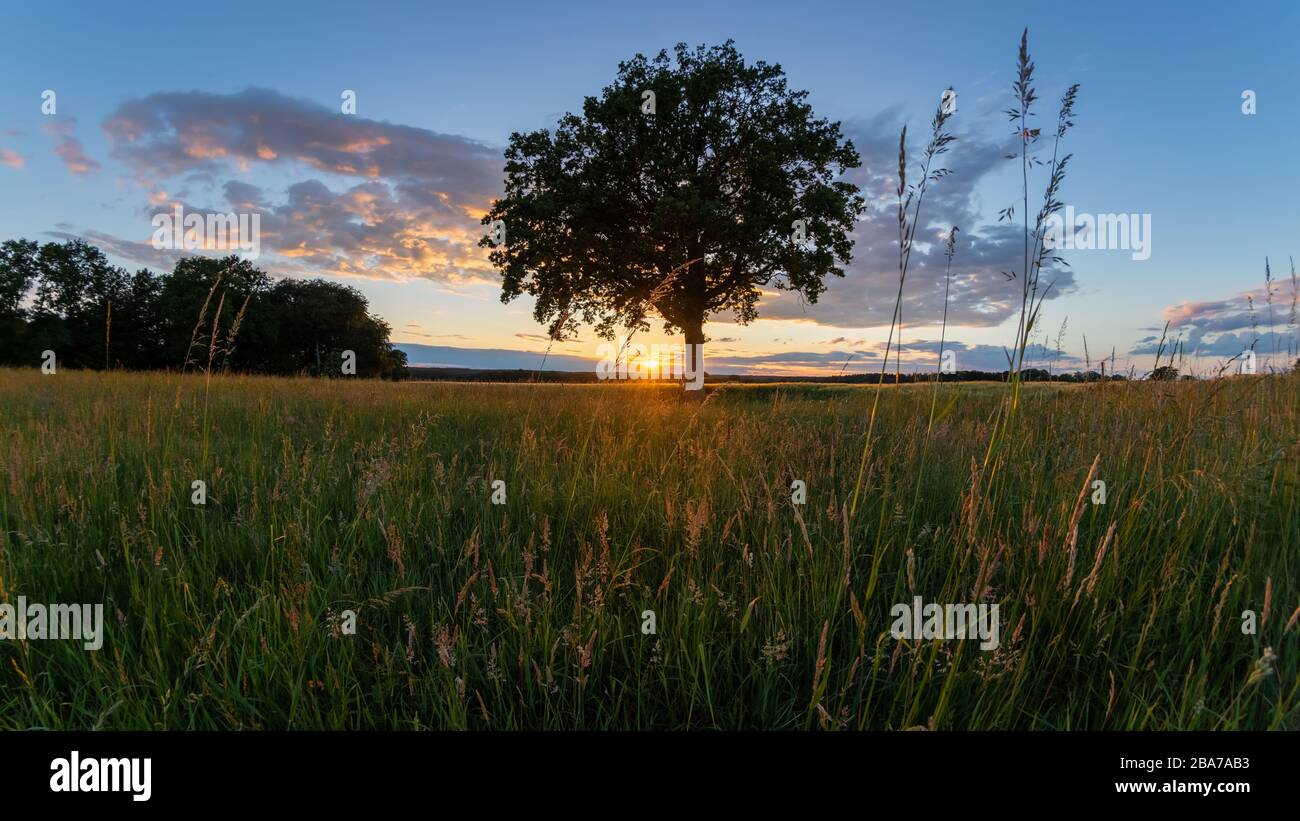 Sommerpanorama, schöner Sonnenuntergang unter einem einzigen Baum in der Norddeutschen Heide. Stockfoto