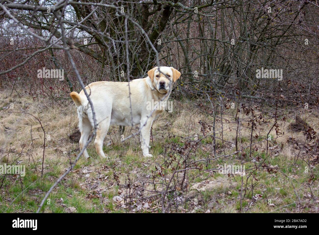 Hund Labrador Retriever blickt im Frühjahr hinter einem Ast eines alten verwelkten Baumes in einem alten Garten auf Trockenrasen hervor. Stockfoto