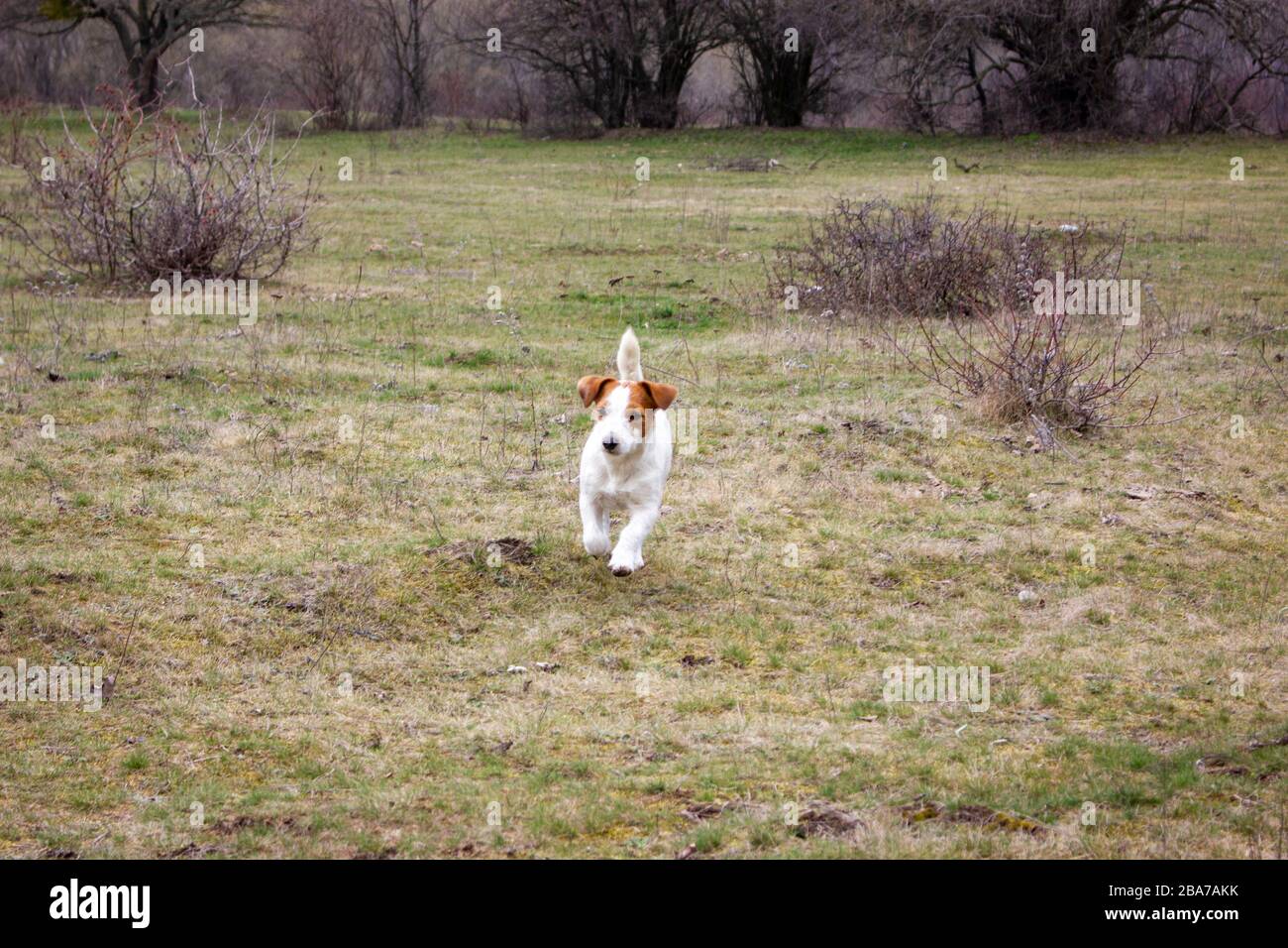 Dog Jack Russell Terrier hat Spaß, im Garten im Frühling im Freien zu laufen. Stockfoto