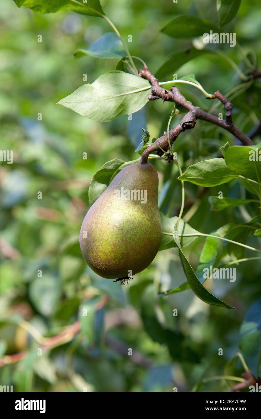 Ackerbau ackerbau anbauen anbauen anbau anbauen anbauen anbauen anbauen ...