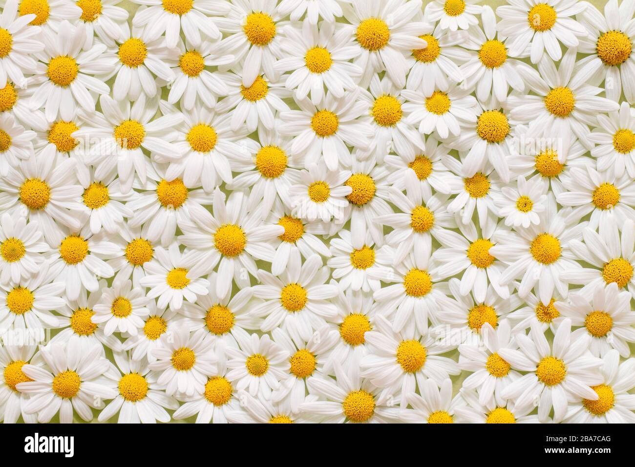 Blumenteppich der schönen weißen Gänseblümchen (Marguerite) für Hintergründe, Deutschland. Stockfoto