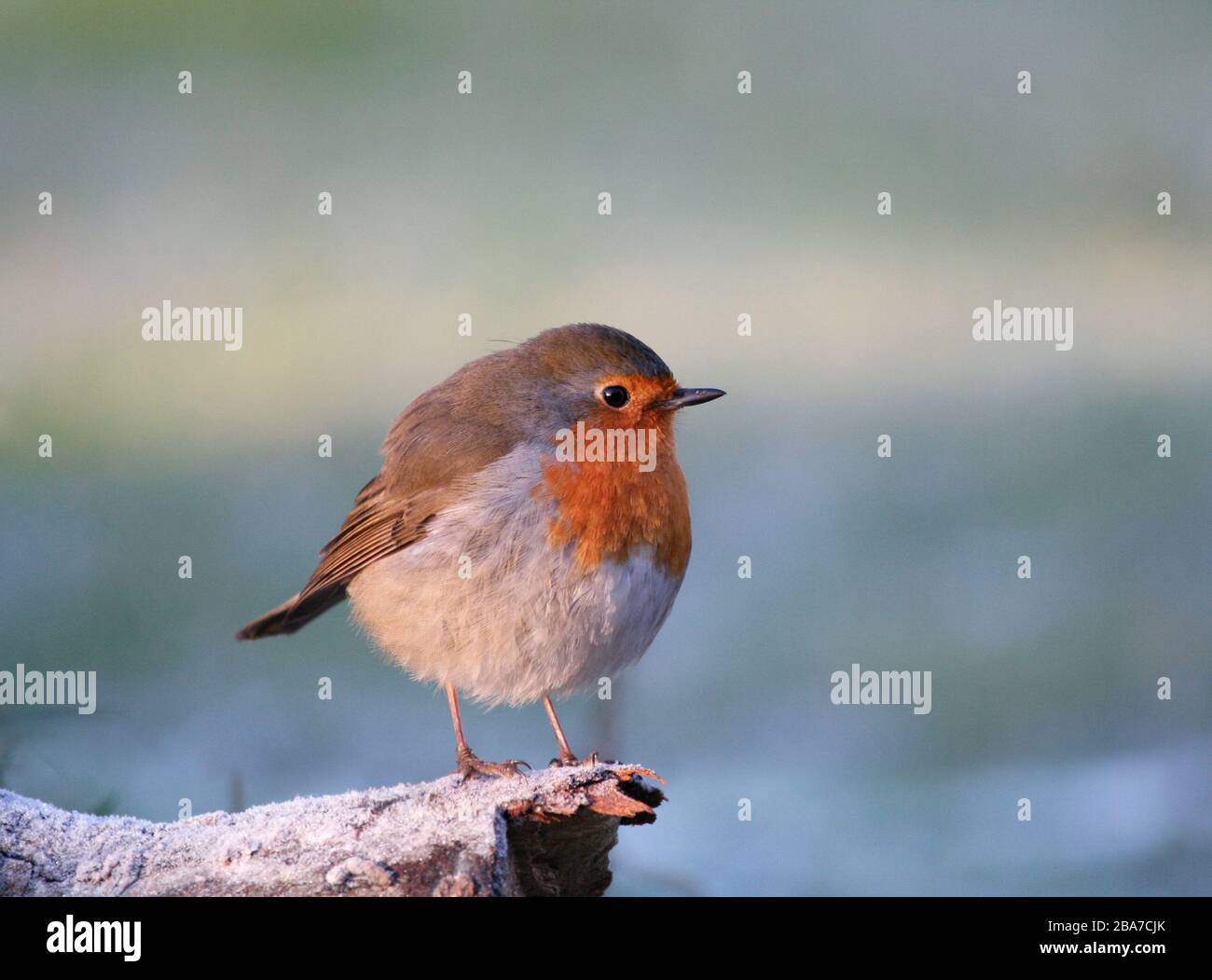 Robin Erithacus rubecula, am frostigen Morgen, Aberdeenshire Stockfoto
