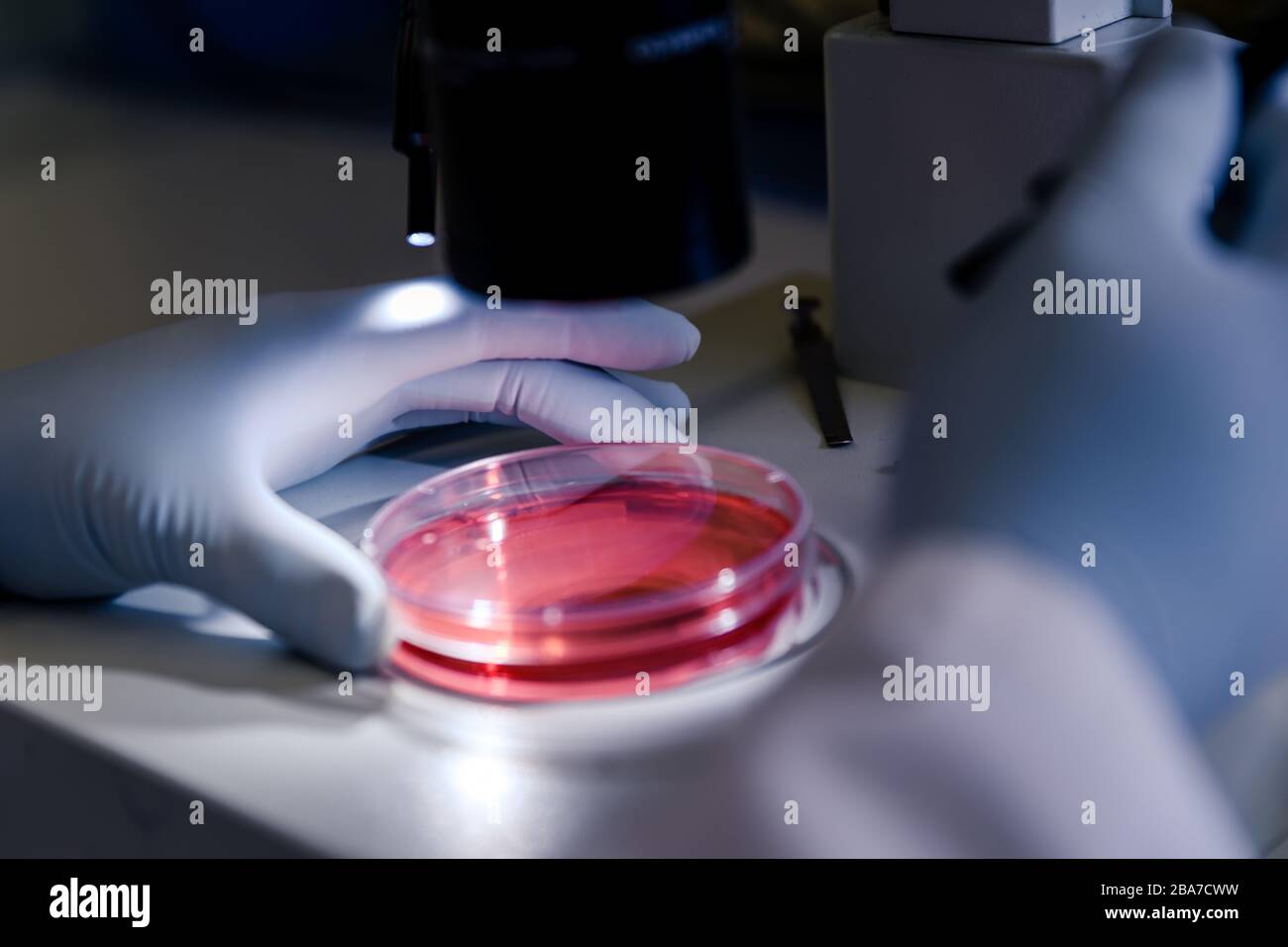 Nahaufnahme einer Person, die Coronavirus-Partikel mit einem untersucht Mikroskop Stockfoto