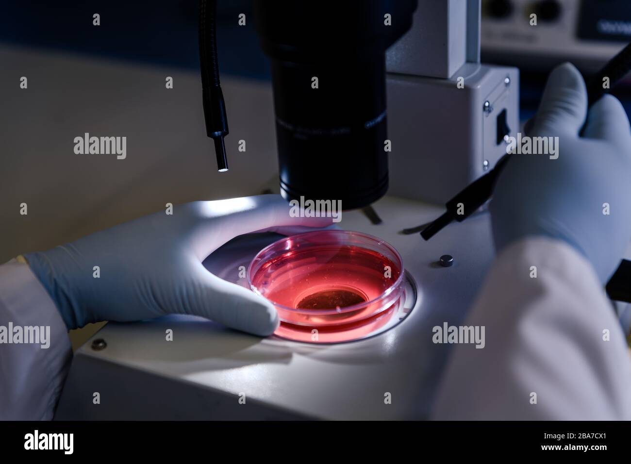 Nahaufnahme einer Person, die Coronavirus-Partikel mit einem untersucht Mikroskop Stockfoto
