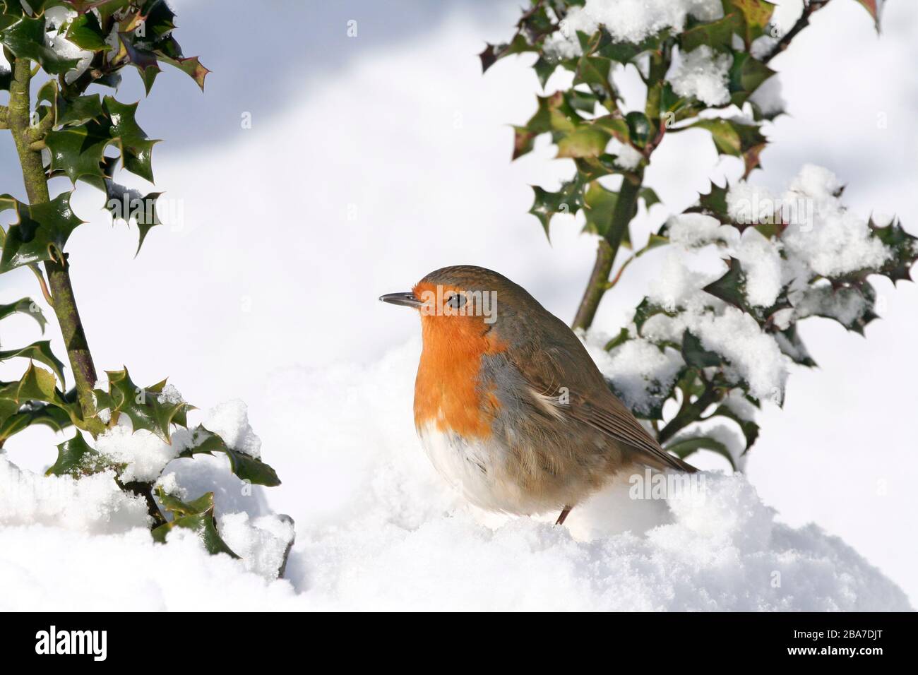 Robin Erithacus rubecula, unter holzenem Busch im Schnee, Aberdeenshire Stockfoto