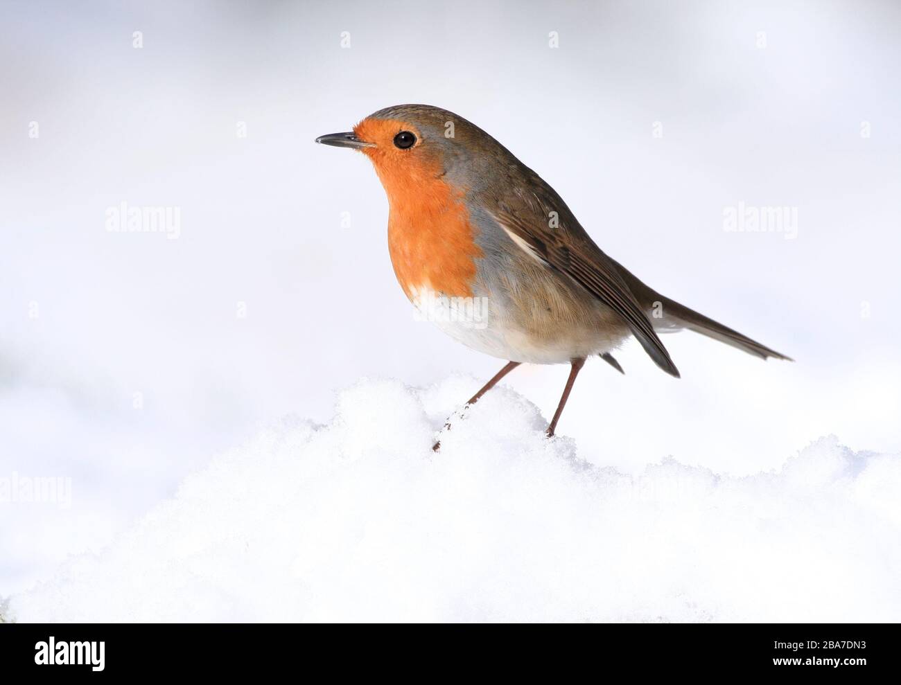 Robin Erithacus rubecula, in Snow, Aberdeenshire Stockfoto