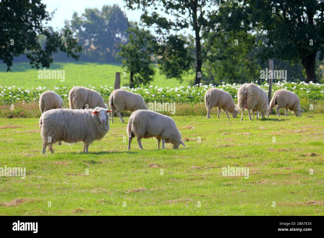 Schaf auf der Weide, Heide, Deutschland. Hintergrundbeleuchtete Fotografie Schafe auf der Weide, Lülebburger Heide, Deutschland. Gegenlichtaufnahme Stockfoto