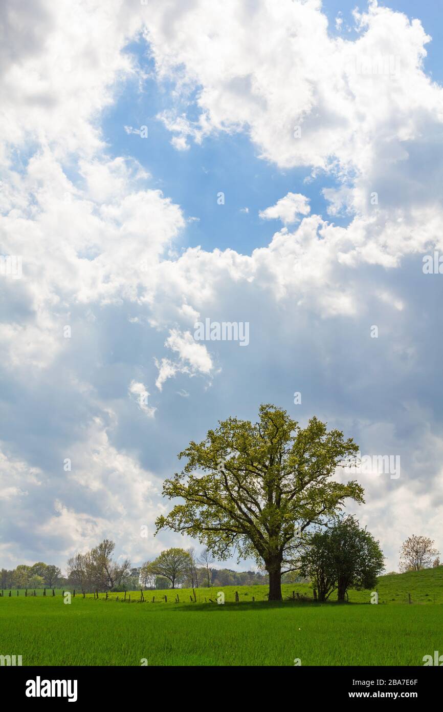 Schöner freistehender Baum vor beeindruckendem Himmel, der lüneburgischen Heide. Norddeutschland Stockfoto