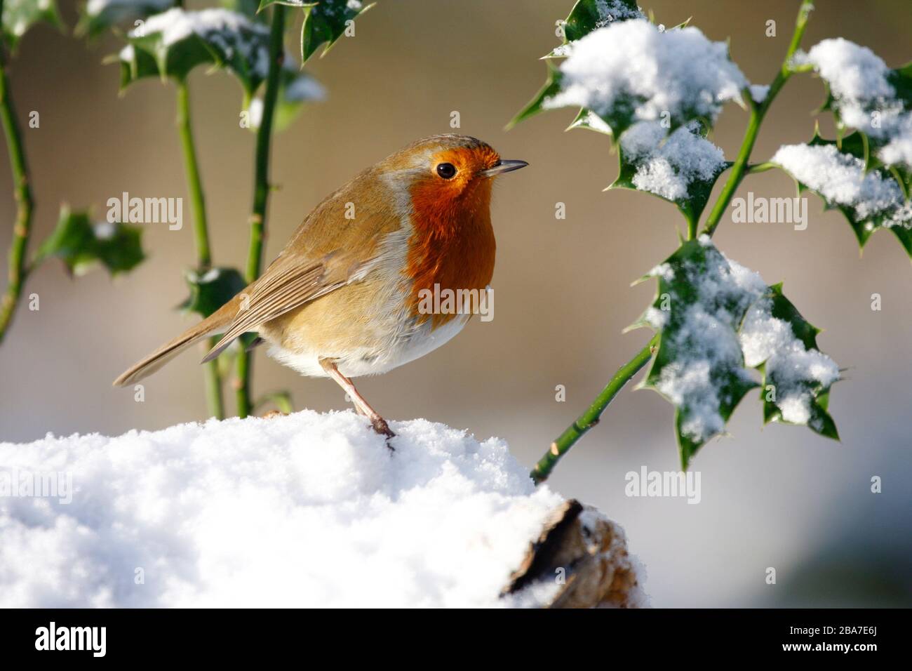 Robin Erithacus rubecula, unter holzenem Busch im Schnee Aberdeenshire Stockfoto