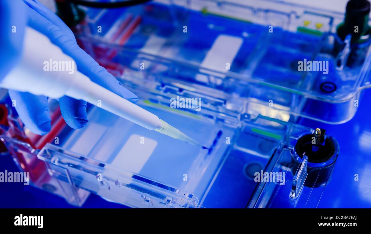 Wissenschaftler, die die Gelelektrophorese biologischen Prozess als Teil der Coronavirus-Forschung Stockfoto