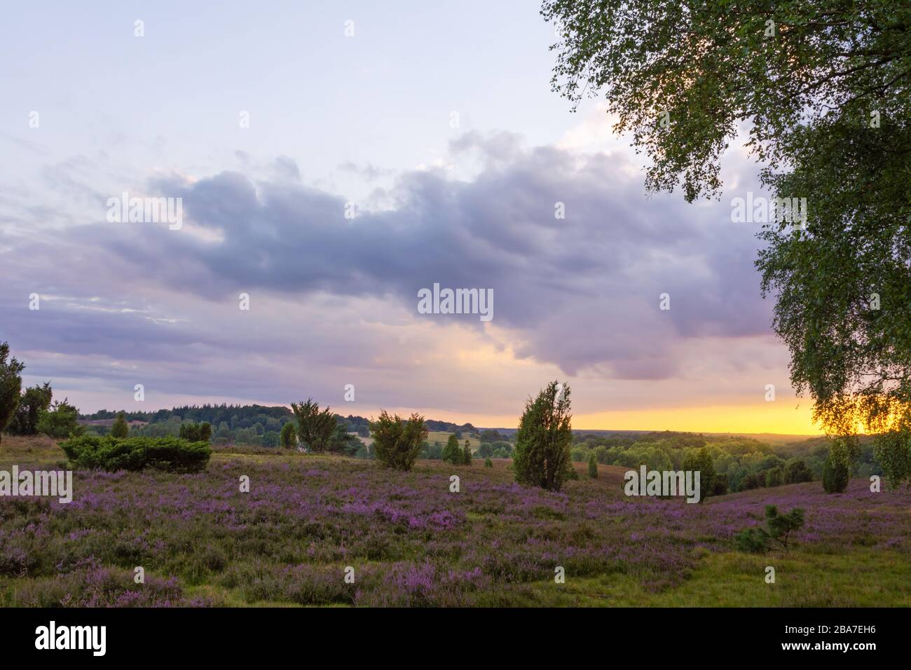 Schöner Sonnenuntergang bei der Heideblüte im Naturpark Luneburg Heide, Norddeutschland. Schöner Sonnenuntergang während der he Stockfoto