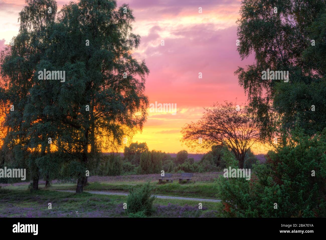 Sonnenuntergang während der Heideblüte im Naturpark (Naturreservat) Lülebburger Heide, Norddeutschland. Sonnenuntergang wehrend der Heideblüte im Natu Stockfoto