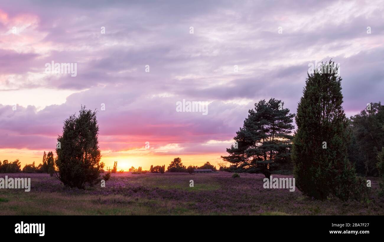 Wunderbarer Sonnenuntergang bei der Heideblüte im Naturpark Lueneburgheide, Norddeutschland. Wunderbarscher Sonnenuntergang wehrend d Stockfoto