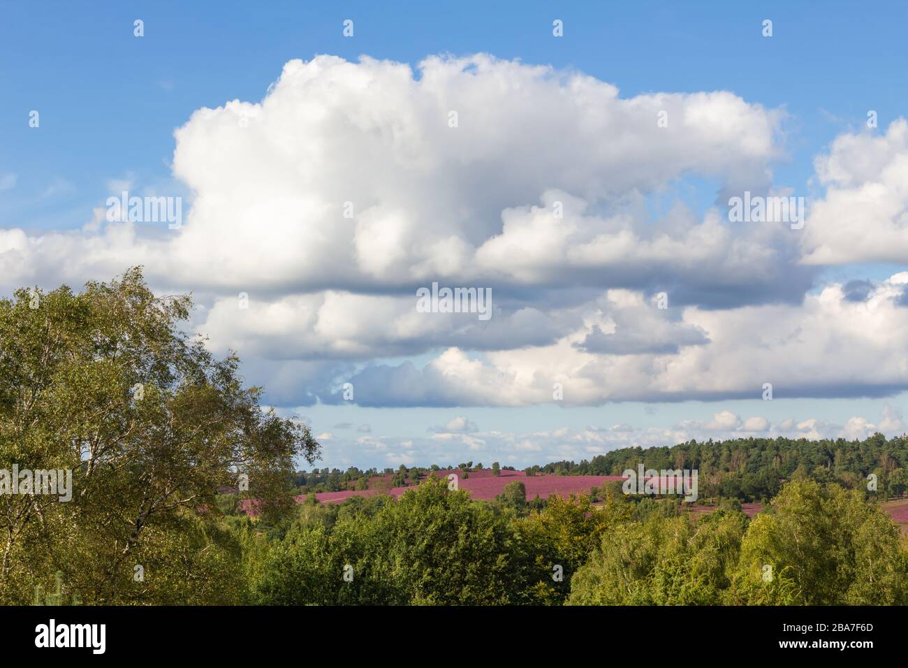Panoramasicht während der Heideblüte im Naturpark (Naturreservat) Lülebburger Heide, Norddeutschland. Panoramablick auf die Heideblüte i. d Stockfoto