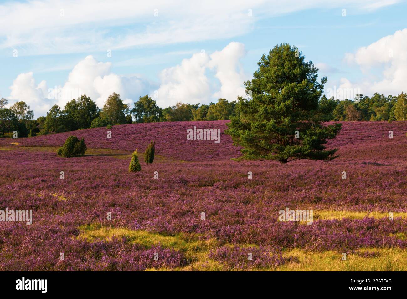 Heide blüht im Naturpark (Naturschutzgebiet) Heide, Norddeutschland. Heideblüte im Naturpark (Naturschutzgebiet) Lülebburger Heide, NOR Stockfoto
