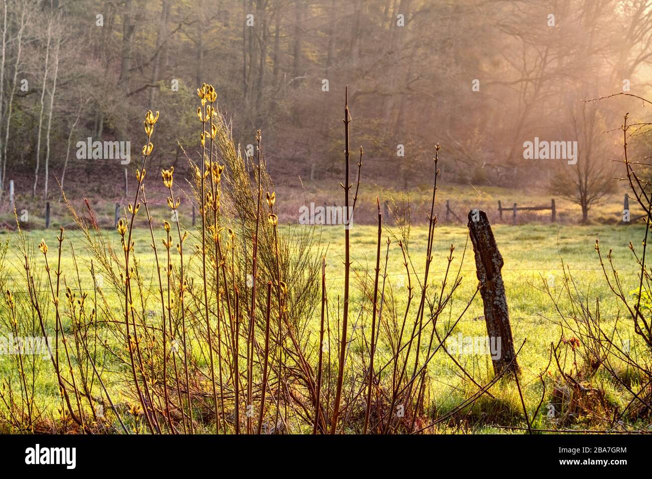 Am frühen Morgen im Naturpark Heide (Naturschutzgebiet), Norddeutschland am Morgen im Naturpark Lüneburger Heide (Naturschutzgebiet), Stockfoto