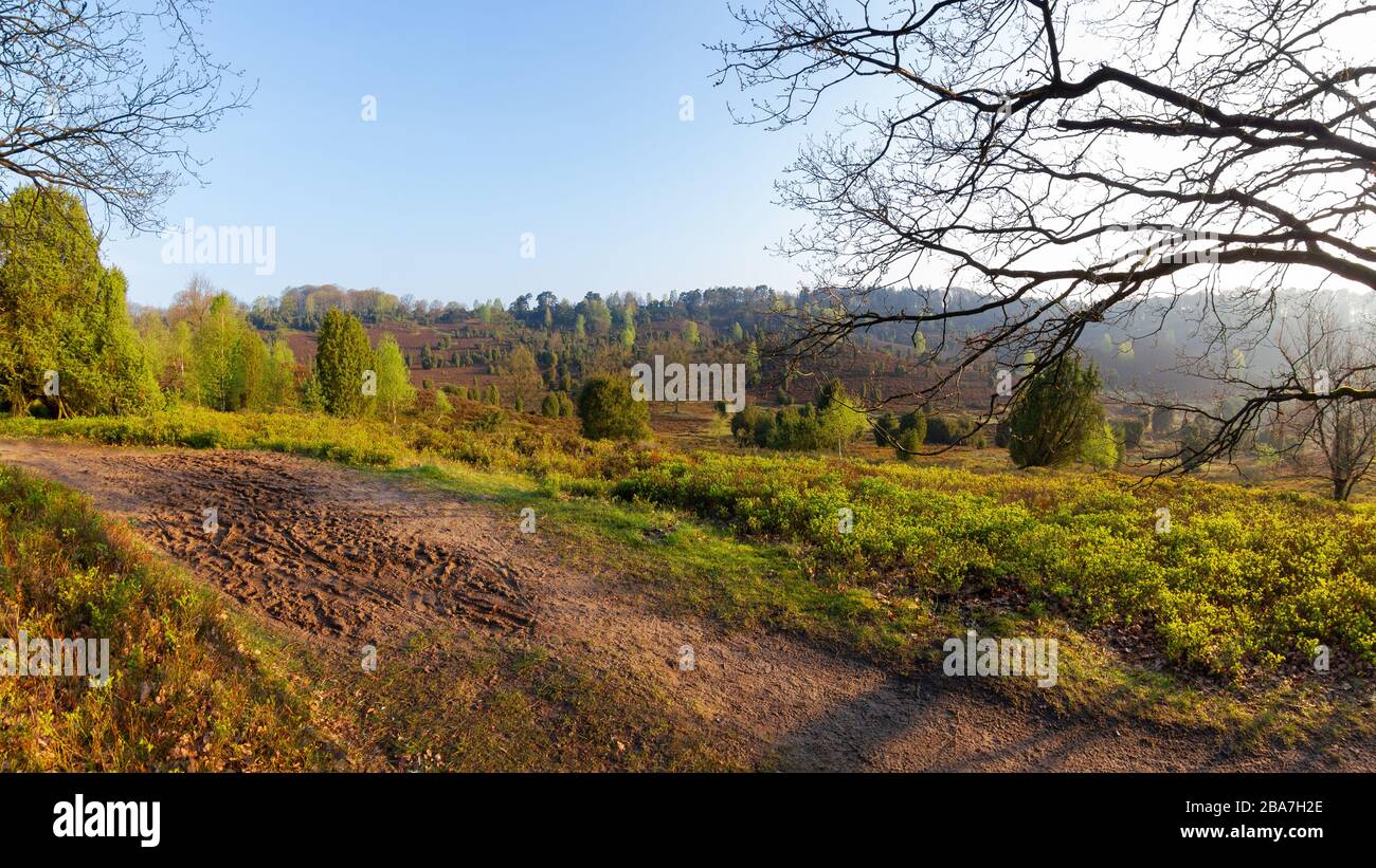 Wanderweg rund um den Totengrund, am frühen Morgen im Naturpark (Naturschutzgebiet) Lüneburgische Heide. Norddeutscher Wanderweg um den Totengrund Stockfoto