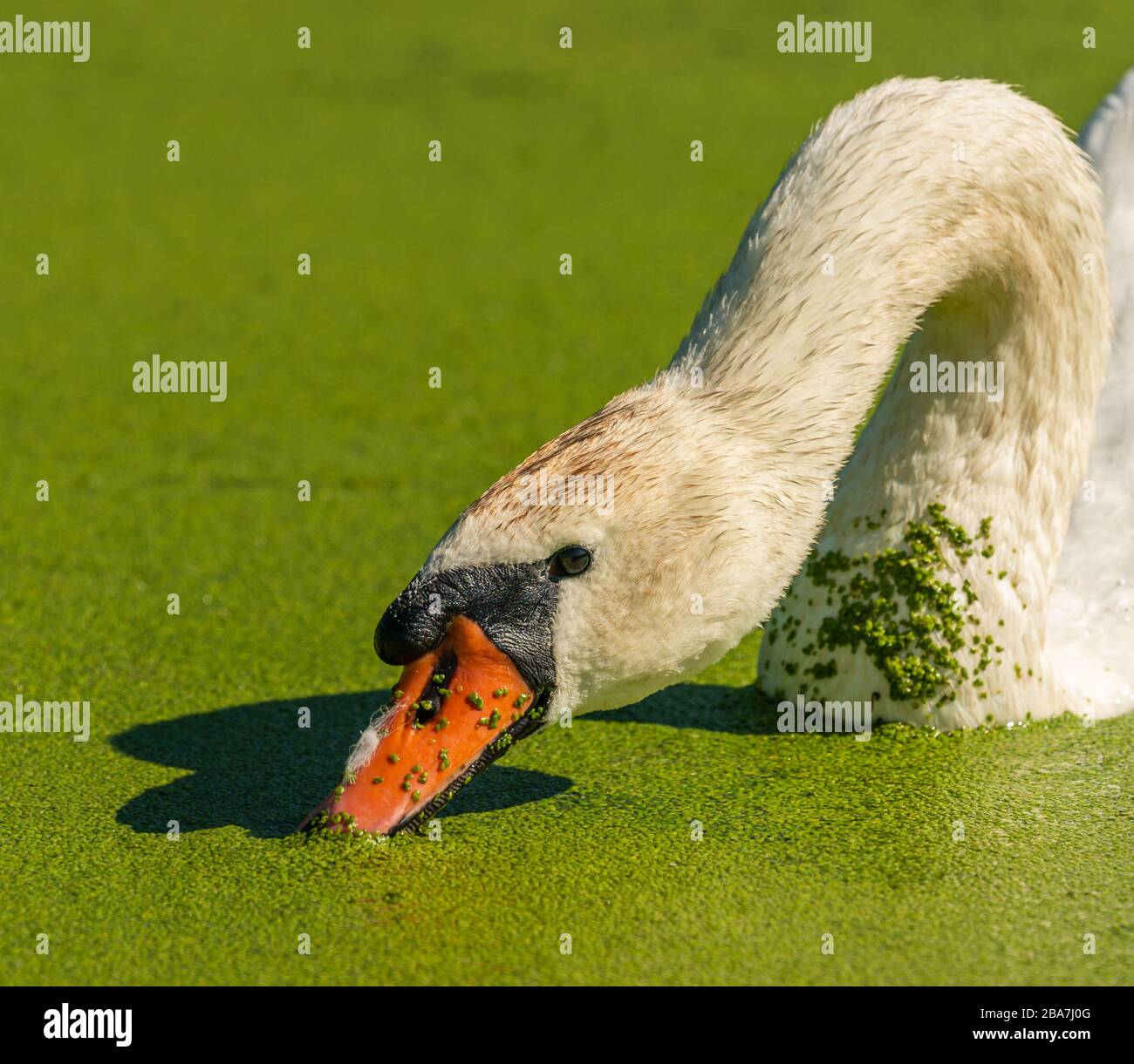 Weißer Schwanenvogel schwimmt im Grünwasser, wobei Duckweed seinen Schnabel zum Imbiss taucht, tierisch wild Stockfoto