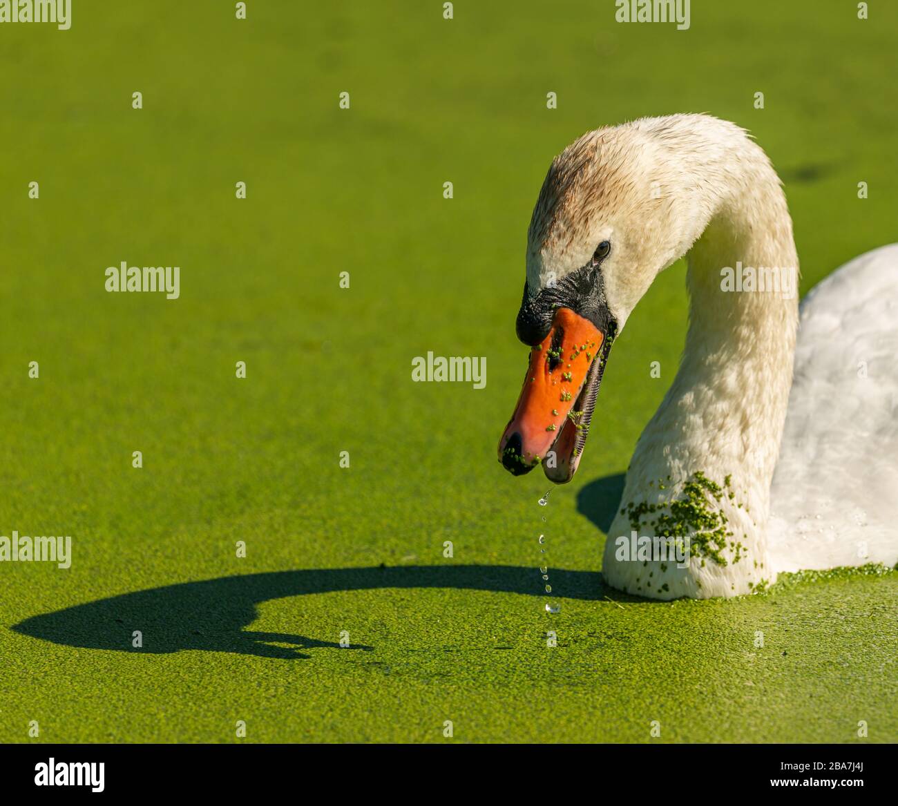 Weißer Schwanenvogel schwimmt im Grünwasser, wobei Wasser aus seinem Schnabel herabtropft, tierisch wild Stockfoto