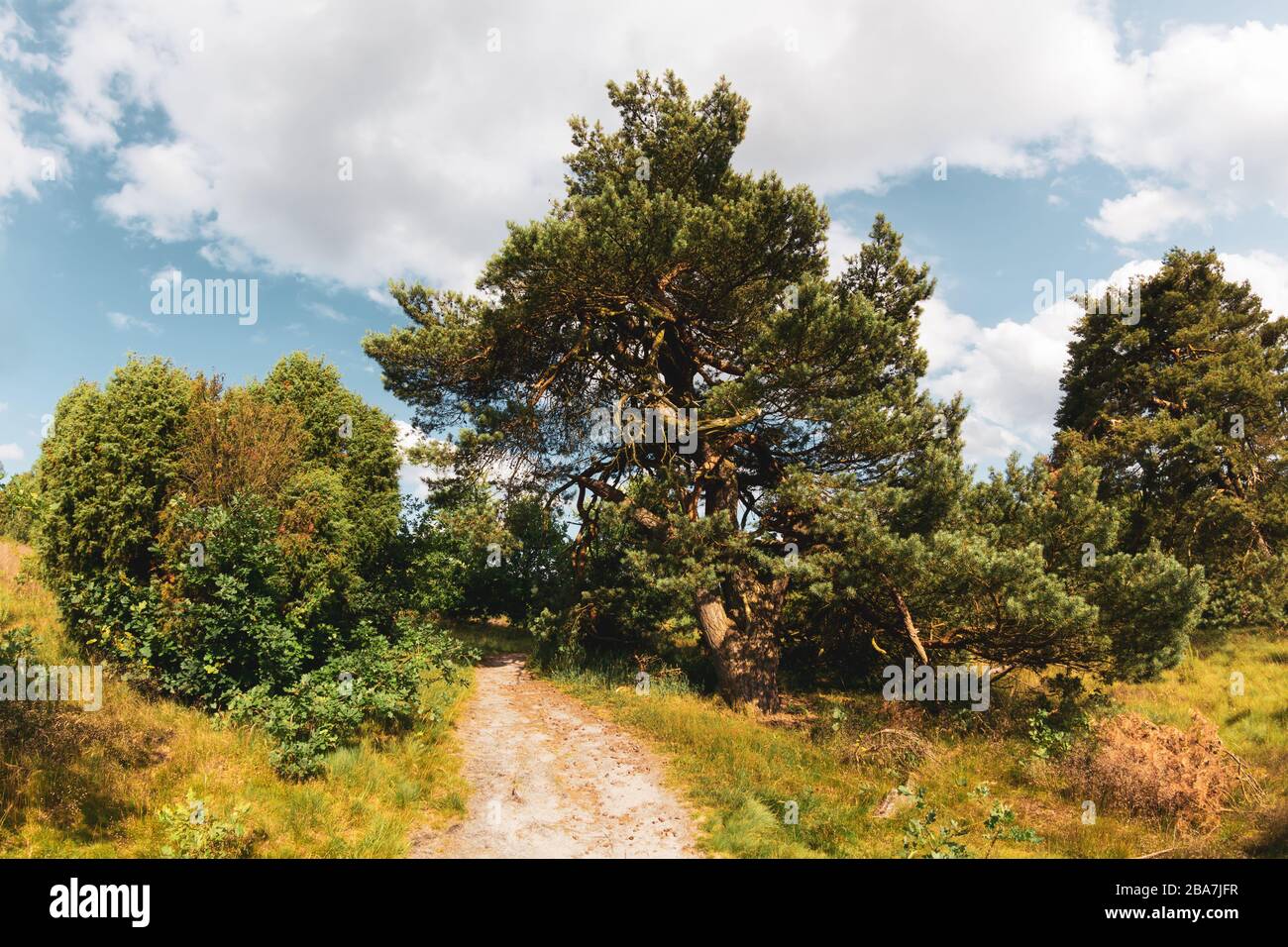 Idyllischer Wanderweg im norddeutschen Naturpark lüneburgische Heide. Idyllischer Wanderweg im Naturpark Lülebburger Heide (Nature Stockfoto