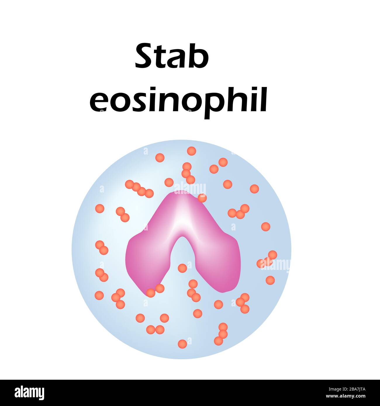 Eosinophil Stockfotos Und Bilder Kaufen Alamy