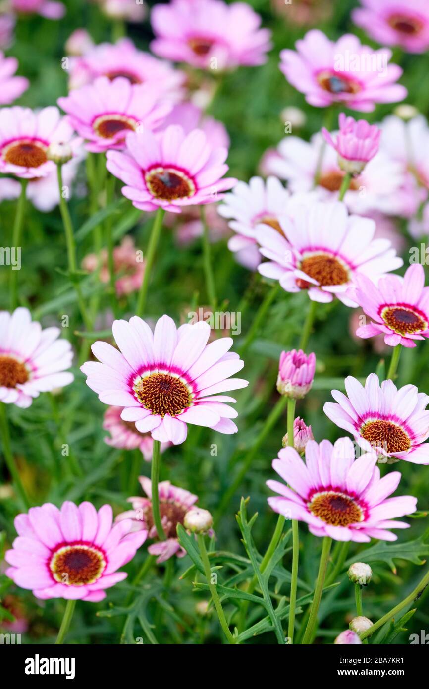 Blassrosa Blumen von Argyranthemum 'Grandisy Pink Halo', Marguerite Daisy 'Pink Halo' Stockfoto