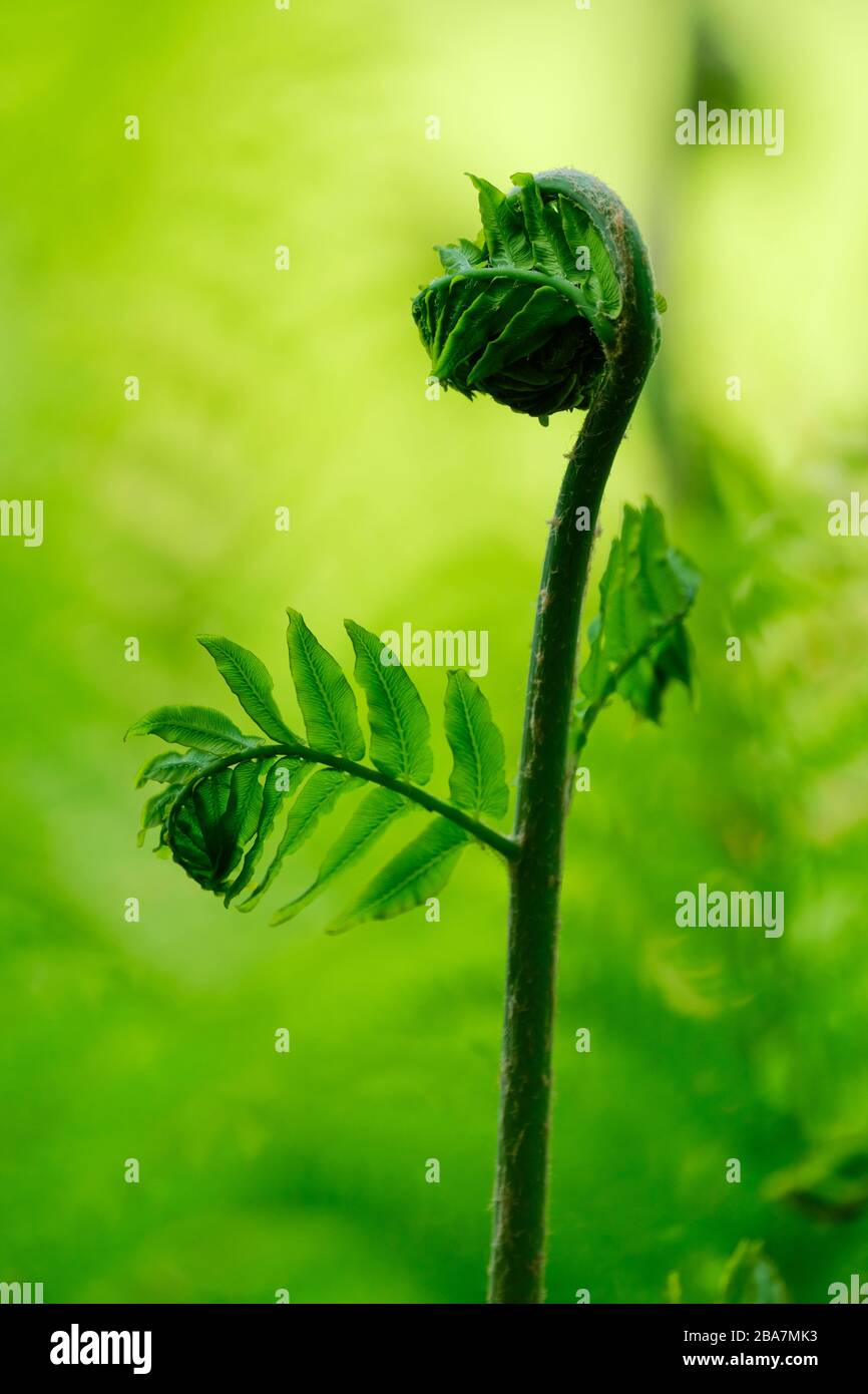 Unfurchteinflößender Mond aus osmunda regalis, königlichem Farn oder prächtigem Riesenfarn Stockfoto