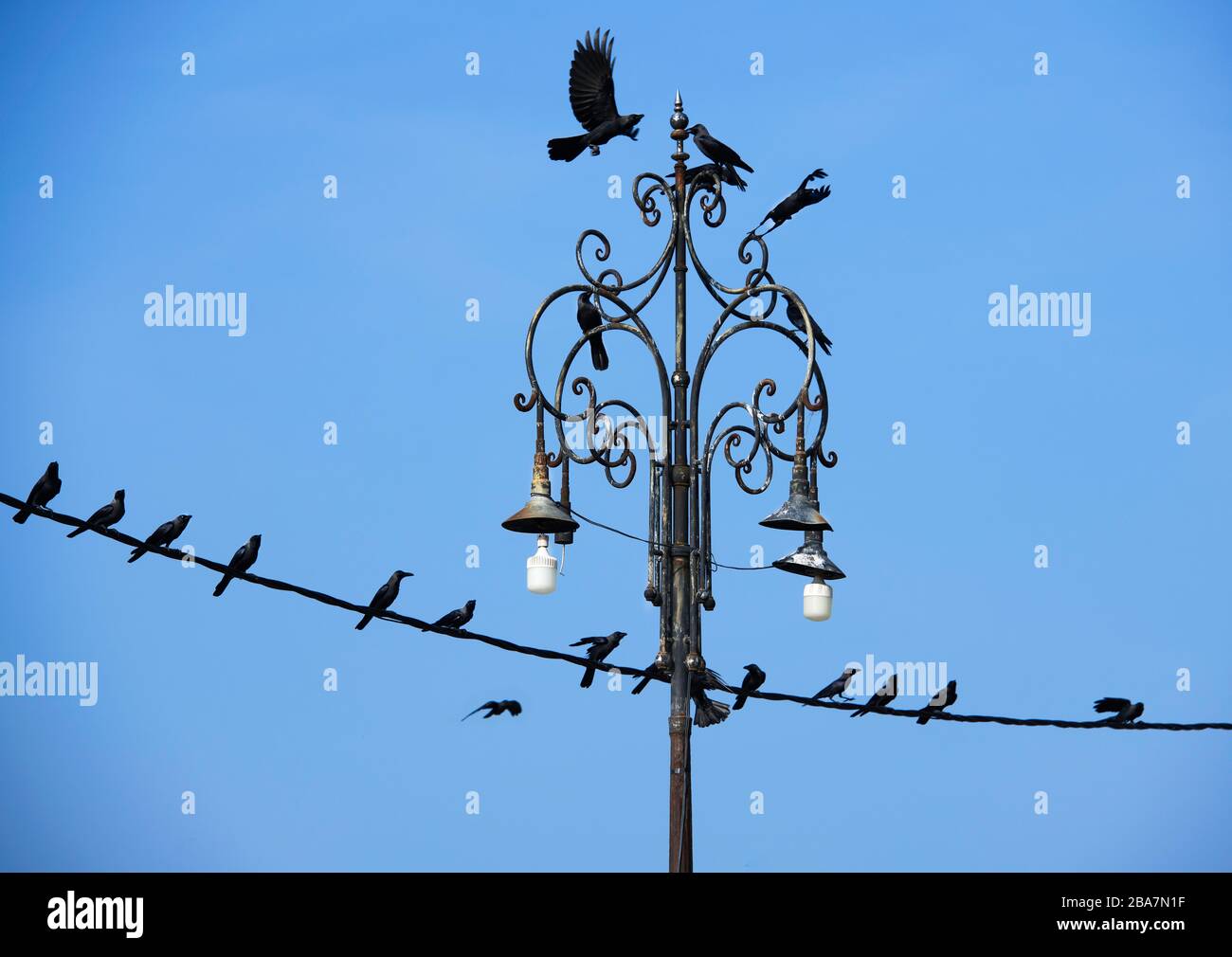 Gruppe von Krähen auf einer Lampe sitzen. Krähen entspannen auf Drähten. Strom. Schwarze Krähen. Sommer. Wilde Straßenvögel Stockfoto