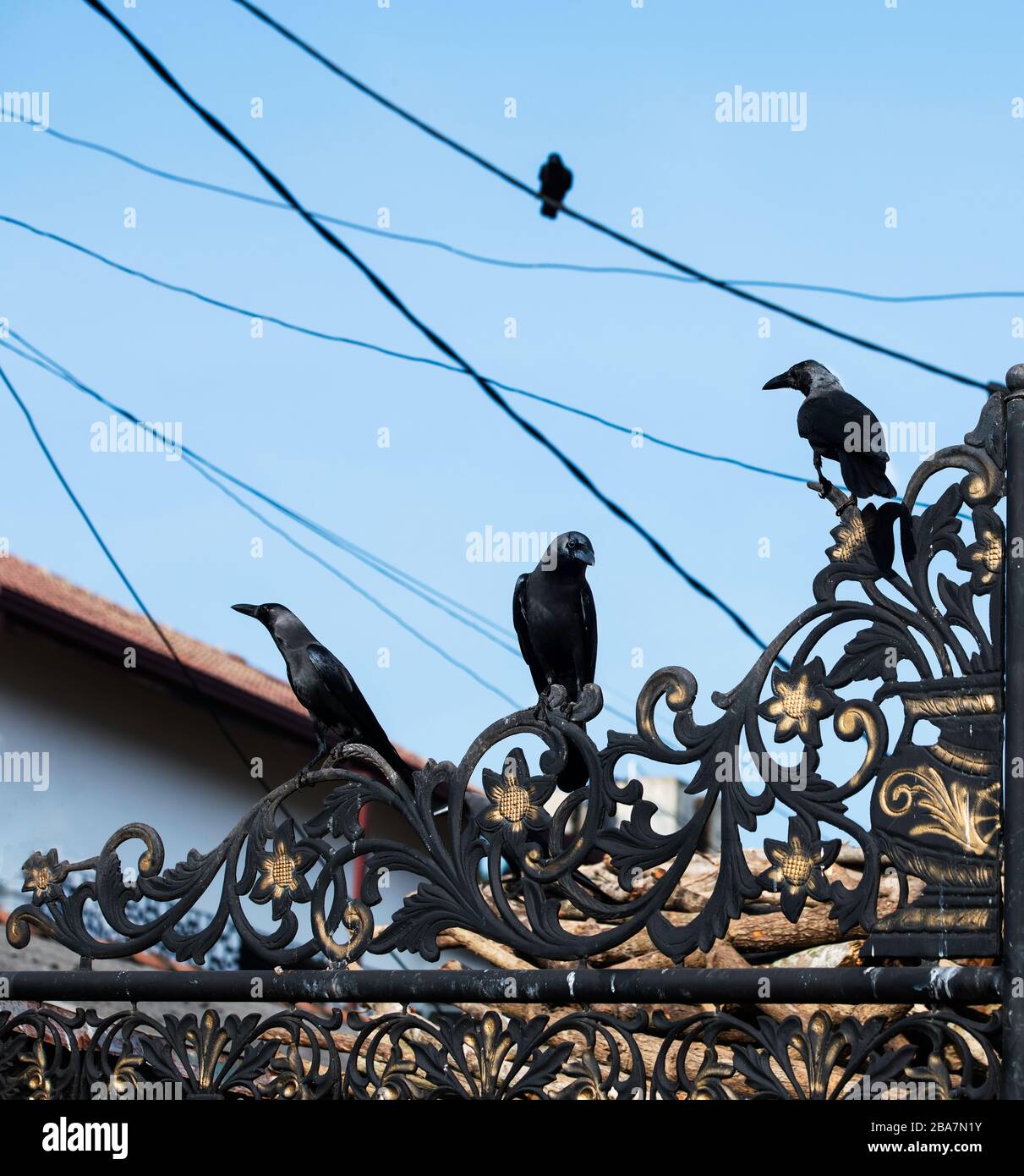 Gruppe von Krähen auf einer Lampe sitzen. Krähen entspannen auf Drähten. Strom. Schwarze Krähen. Sommer. Wilde Straßenvögel Stockfoto