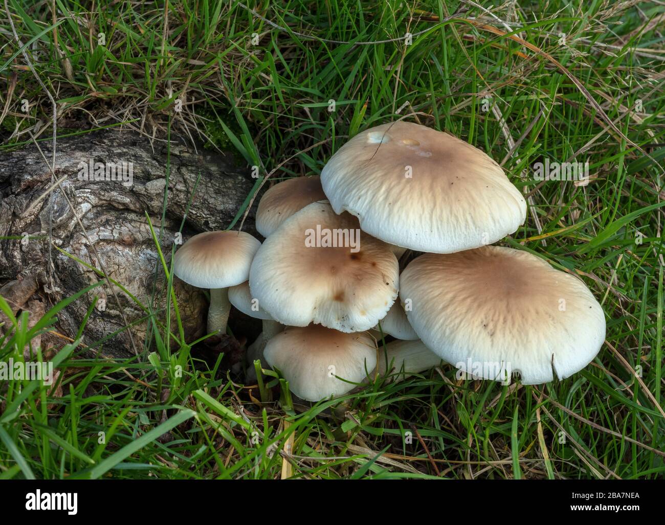 Der Poplar Mushroom oder Chestnut Mushroom, Cyclocybe aegerita, wächst an den Wurzeln des Black Poplar. Essbare Arten. Stockfoto