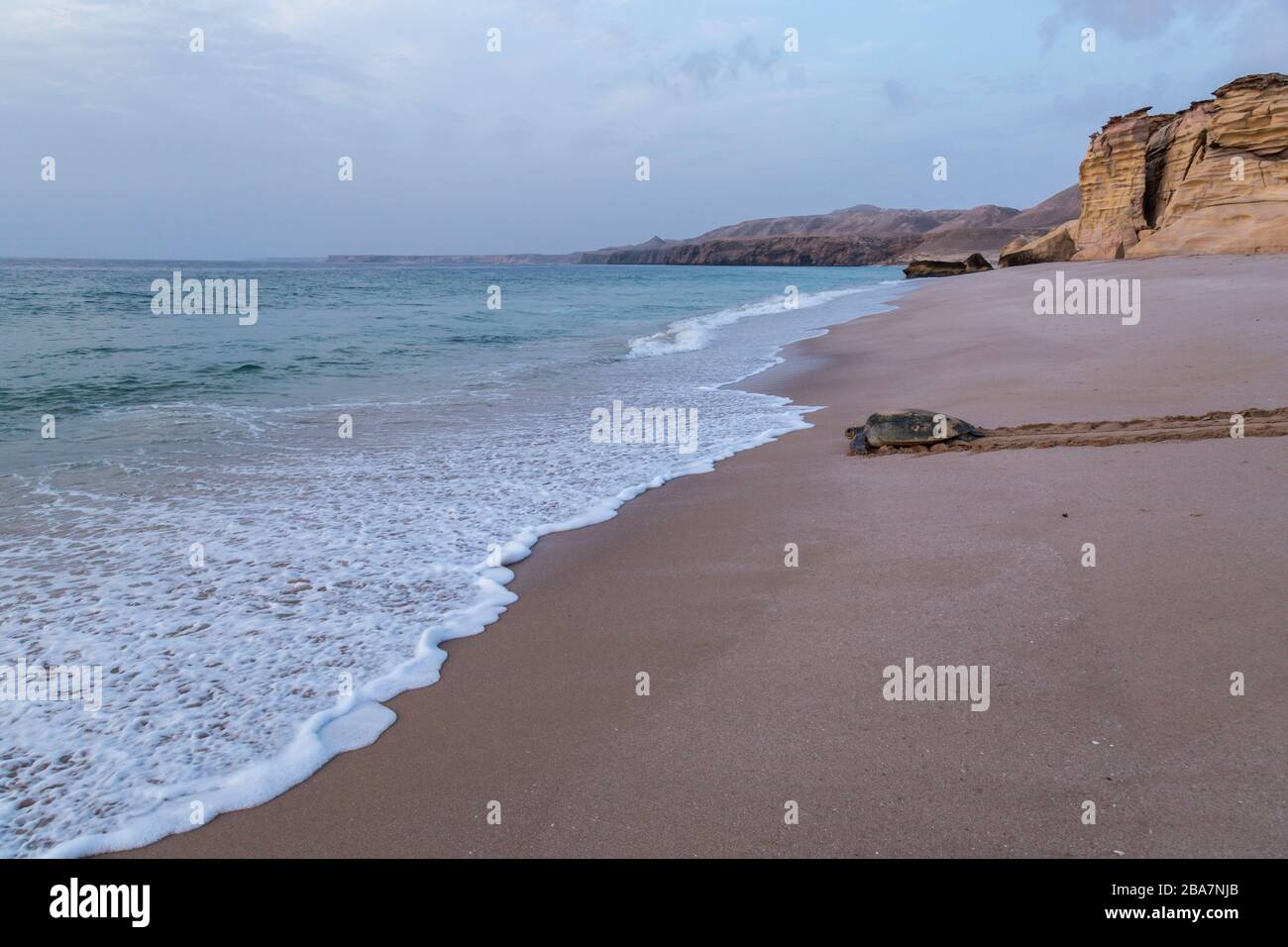 Eine große Schildkröte geht am geschützten Naturschutzstrand von Ras Al Hadd im Oman zurück in den Ozean, nachdem sie ihre Eier gelegt und mit Sand bedeckt hatte. Stockfoto