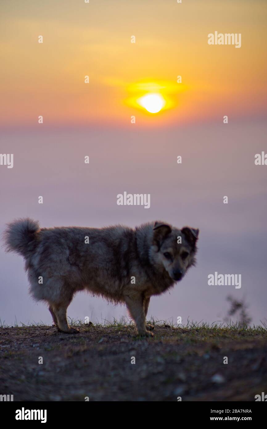 Schöne Berglandschaft mit einem nebligen Morgenaufgang, einem streunenden Hund, Sträuchern und einer Wiese. Stockfoto