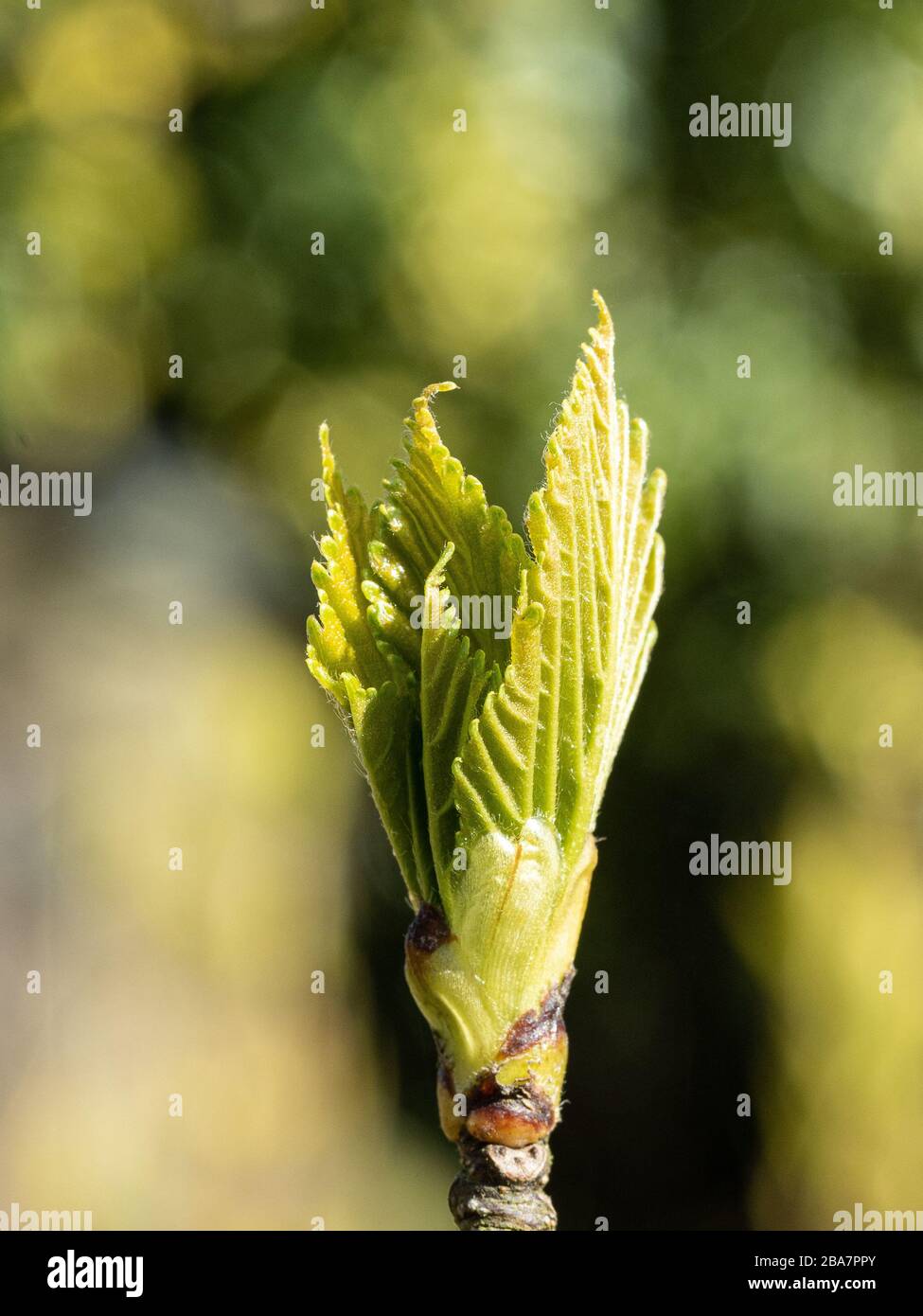 Nahaufnahme der frischen grünen Knospe von Betula papyrifera vor dem Hintergrund von Laub Stockfoto