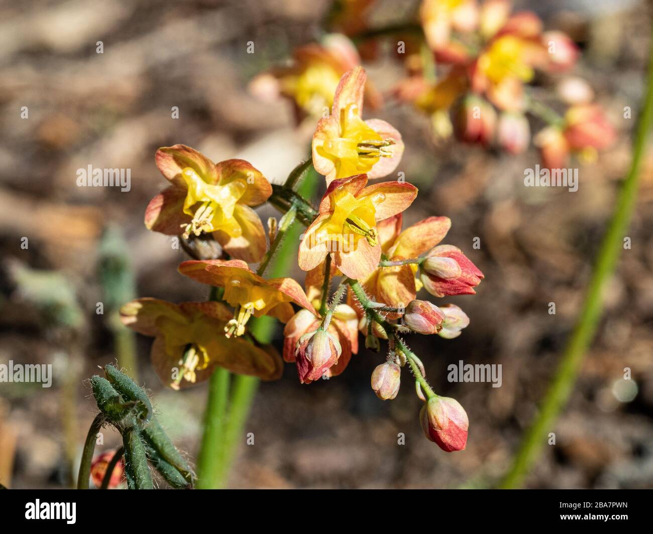 Eine Nahaufnahme eines einzigen Blumenkopfes Epimedium × warleyense, der die empfindlichen orangefarbenen Blumen schäumen Stockfoto