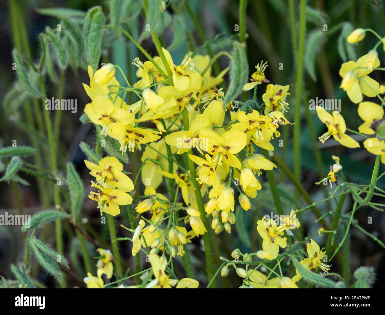 Eine Gruppe der gelben Sternenblüten von Epimedium pinnatum subsp colchium Stockfoto