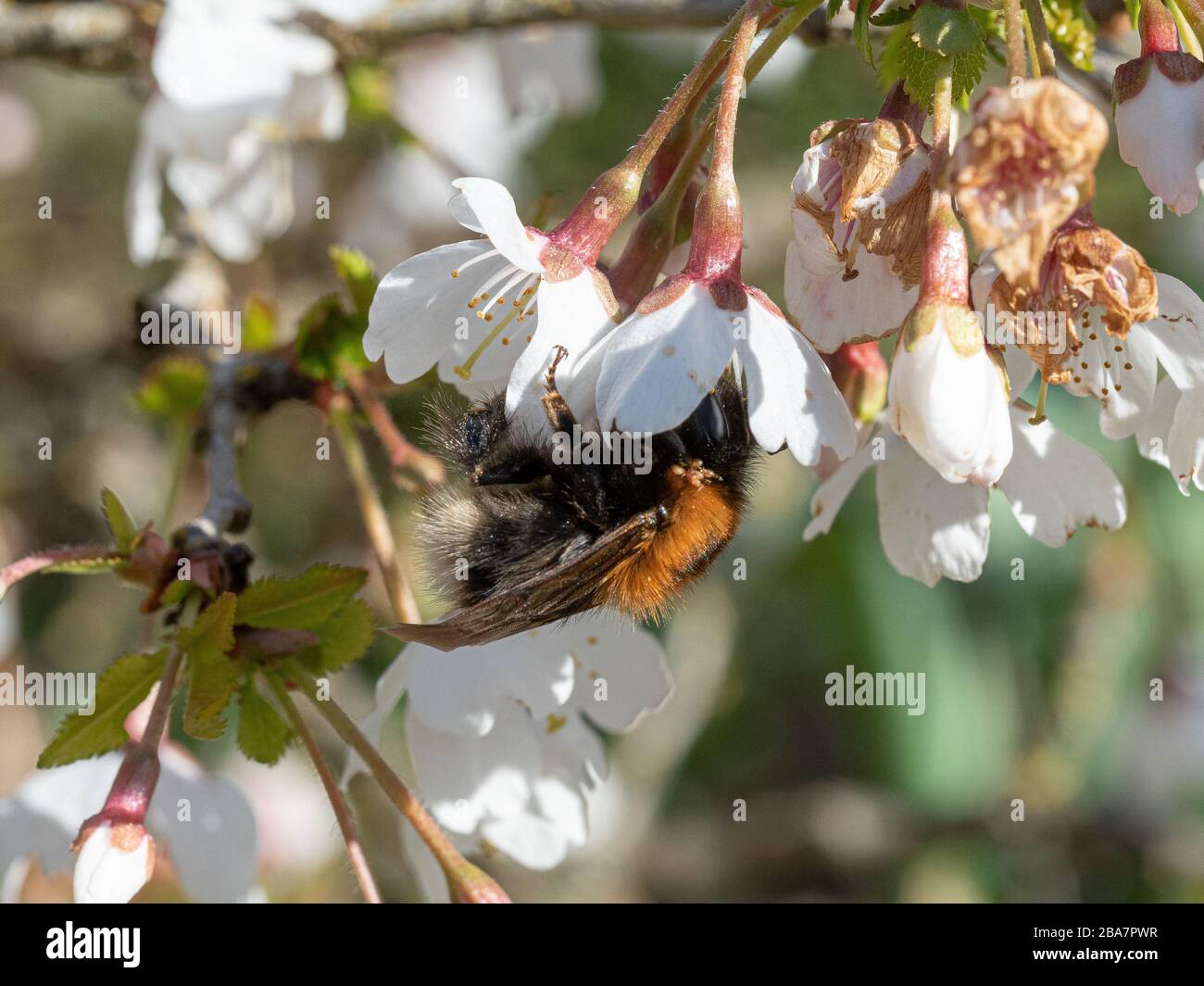 Eine Nahaufnahme einer Biene aus dem Garten, die sich von den weißen Blumen von Prunus Kojo no Mai ernährt Stockfoto
