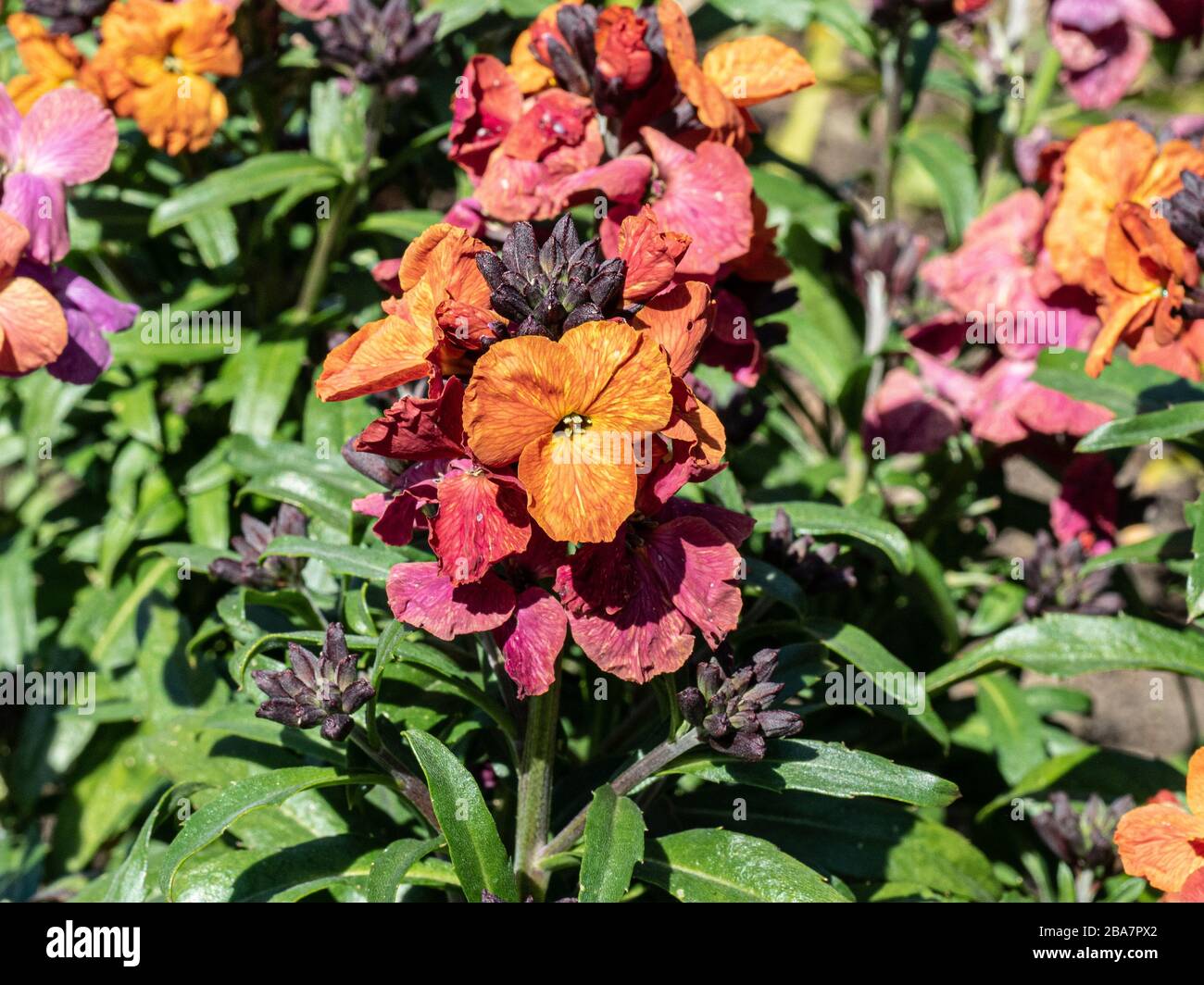 Ein einzelner Blumenspitze der mehrjährigen Wallblüte Erysimum Winter Orchid Stockfoto