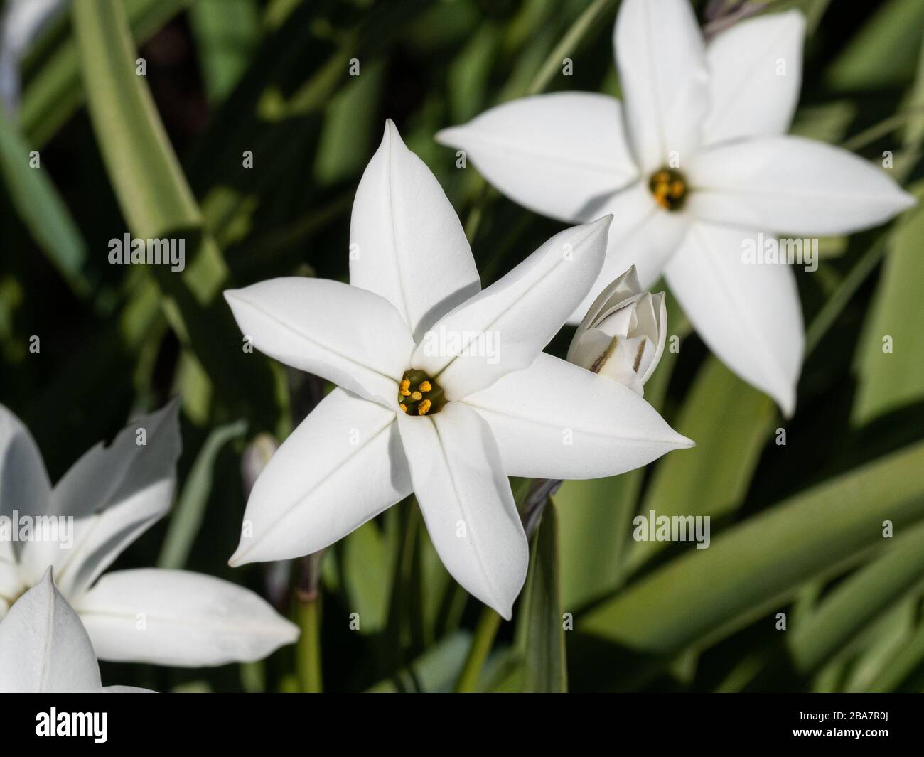 Eine Nahaufnahme der weißen Sternenblüten von Ipheion Alberto Castillo Stockfoto