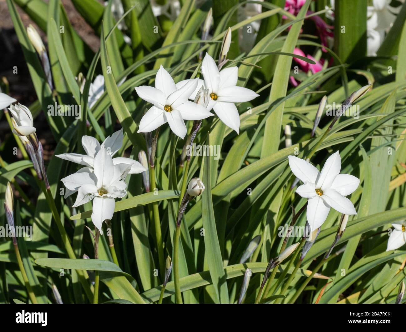 Eine Pflanze des klaren weißen Ipheions Alberto Castillo, die die  Sternenblüten und den dünnen Riemen wie Blattwerk zeigt Stockfotografie -  Alamy