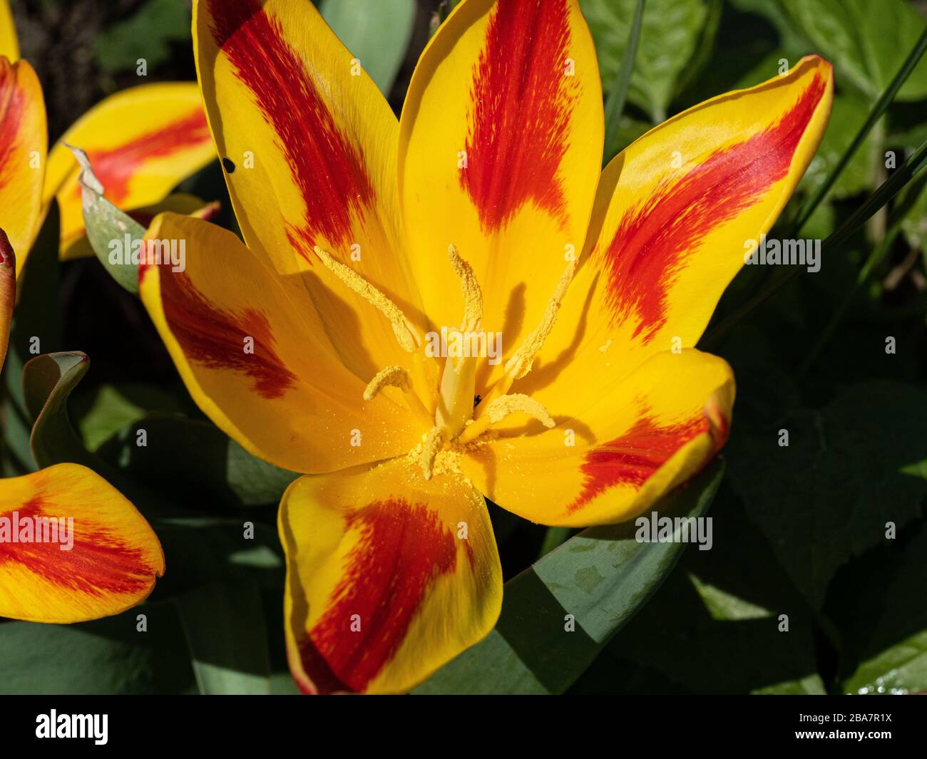 Eine Nahaufnahme einer einzigen roten und gelben Blume der spanischen Flagge der Tulpe Stockfoto