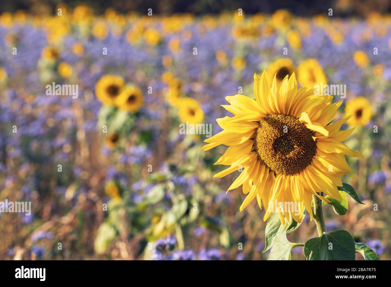 Romantisches Feld mit Sonnenblumen und Kornblumen, lüneburgische Heide, Norddeutschland. Romantik Feld mit Sonnenblumen und Kornblumen, Lülebburger Heide Stockfoto