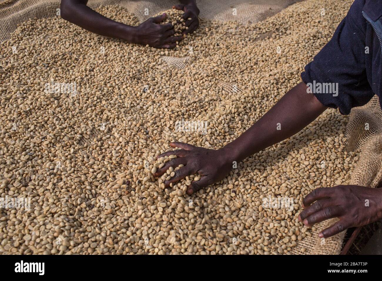 Kaffeepickerei am Stadtrand von Nairobi, Kenia, 10. November 2015 Stockfoto