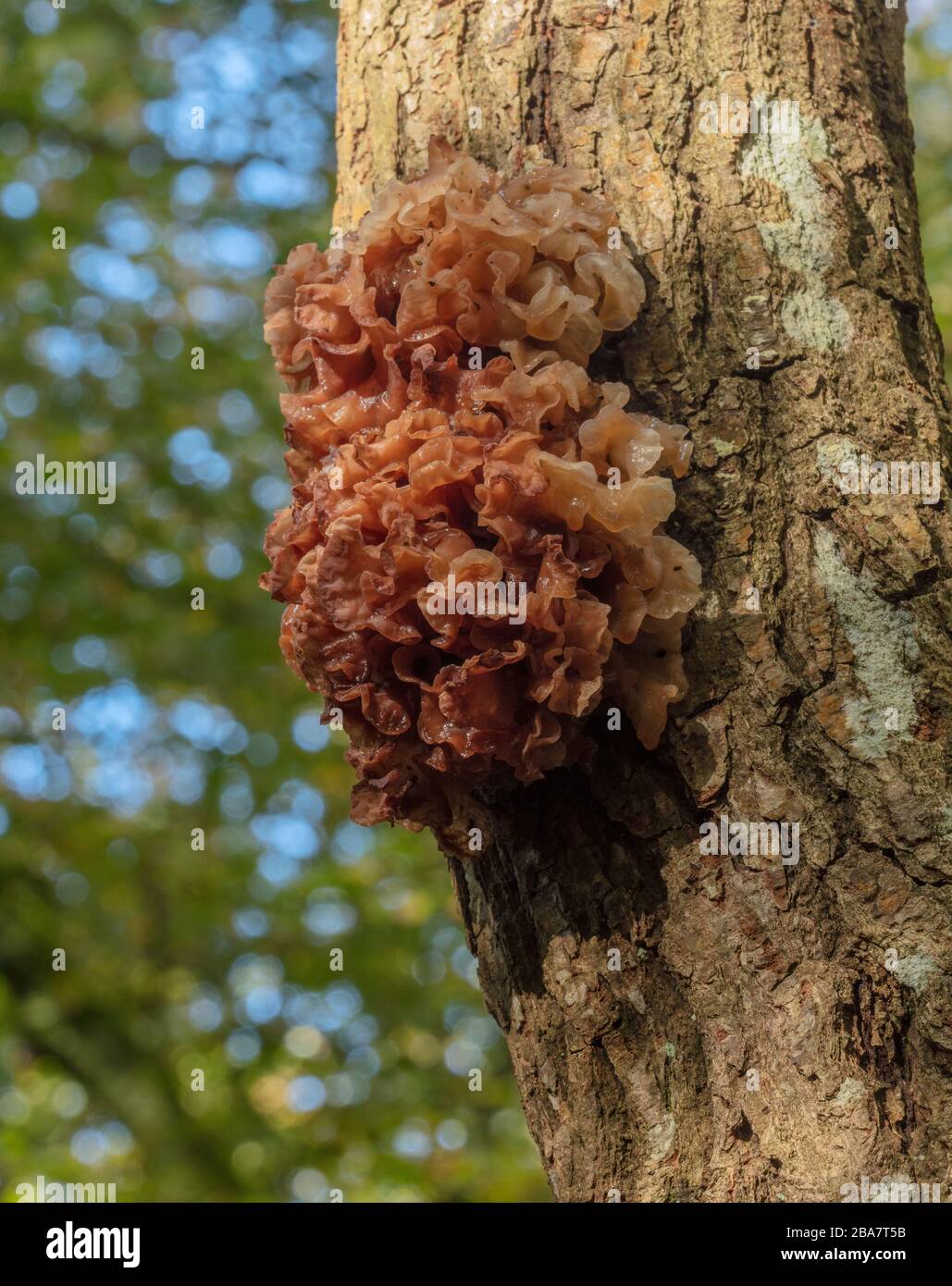 Blättriger Hirnpilz, Tremella foliosa wächst am Stamm des Laubbaums, neuer Wald. Stockfoto